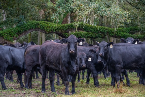 cows